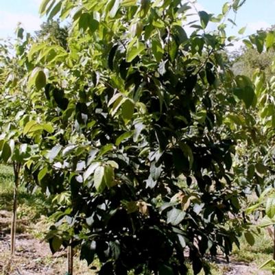 Diospyros virginiana 
