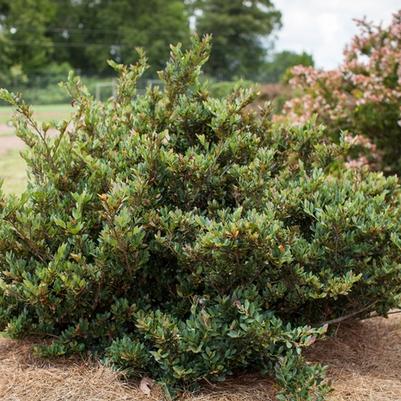 Distylium Coppertone&trade;