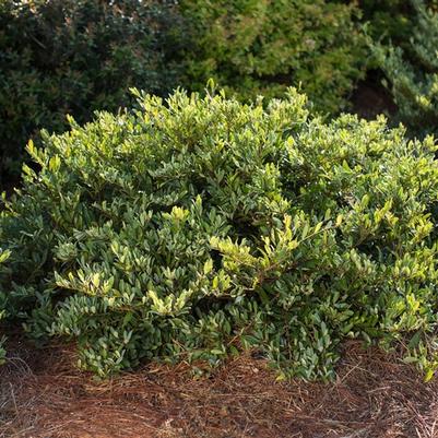 Distylium Swing Low®