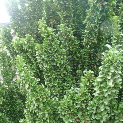 Euonymus japonicus Green Spire