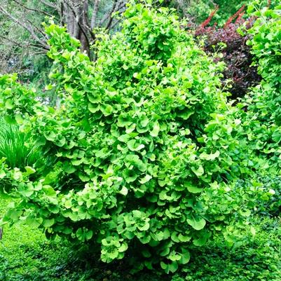 Ginkgo biloba Jade Butterflies