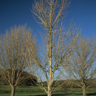 Ginkgo biloba Princeton Sentry®