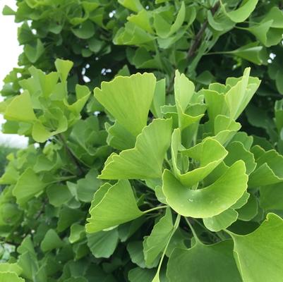 Ginkgo biloba Sky Tower™