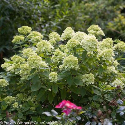 Hydrangea paniculata Jane
