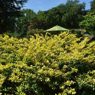 Ilex crenata Drops of Gold