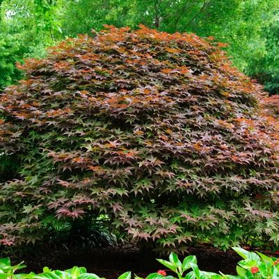 Acer palmatum Rhode Island Red