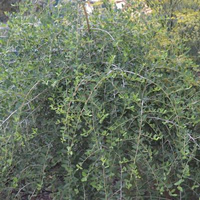 Ilex vomitoria Pendula