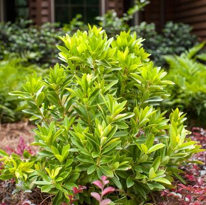 Illicium parviflorum BananAppeal™