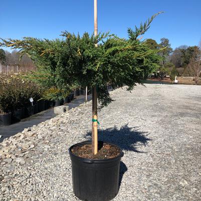 Juniperus chinensis Daub's Frosted