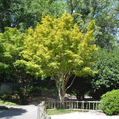 Acer palmatum Sango Kaku