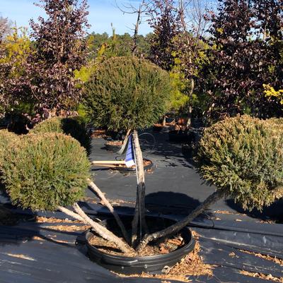 Juniperus chinensis Mint Julep®