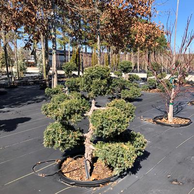 Juniperus chinensis San Jose