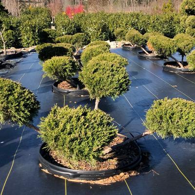 Juniperus chinensis Sea Green
