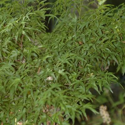Acer palmatum Sharp's Pygmy