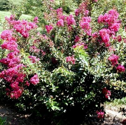 Lagerstroemia Dynamite