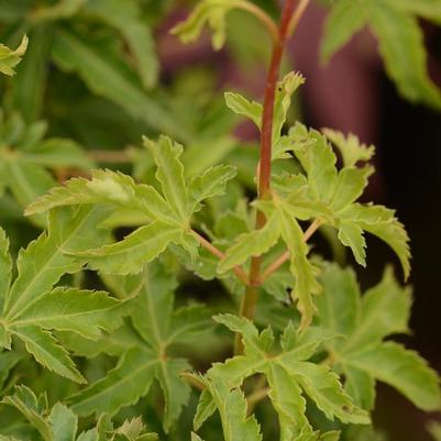 Acer palmatum Shishigashira