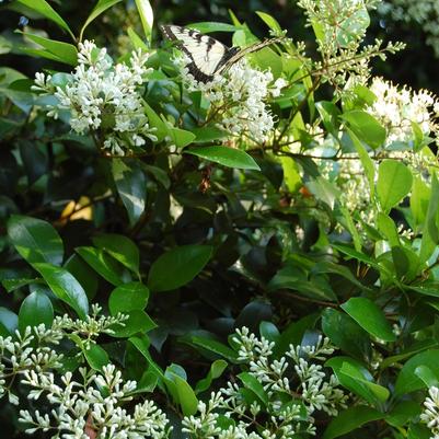 Ligustrum japonicum 