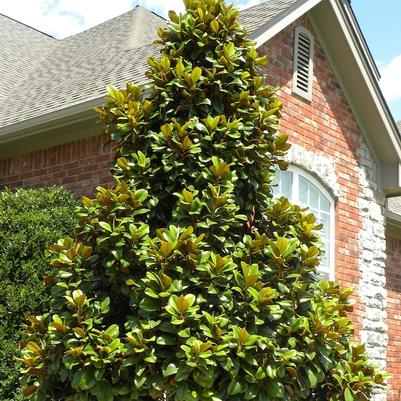 Magnolia grandiflora Teddy Bear®