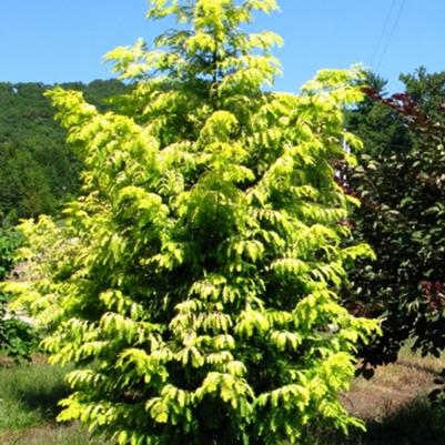 Metasequoia glyptostroboides Ogon