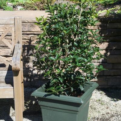 Osmanthus x fortunei 
