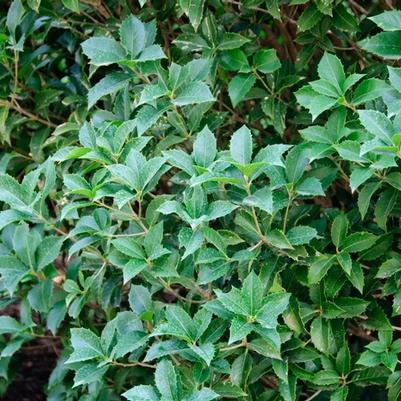 Osmanthus x fortunei Carl Wheeler
