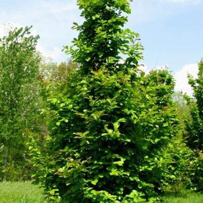 Parrotia persica 