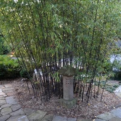 Phyllostachys nigra 