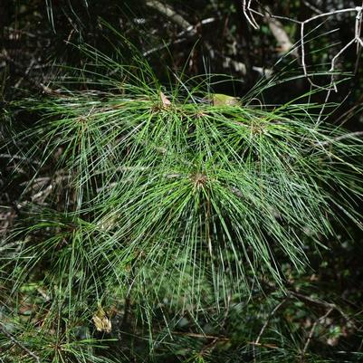 Pinus palustris 