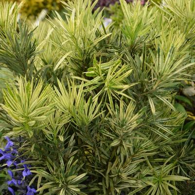 Podocarpus macrophyllus Roman Candle™