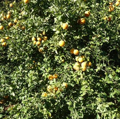 Poncirus trifoliata Flying Dragon