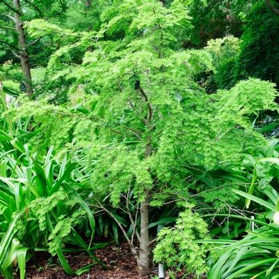 Pseudolarix amabilis 