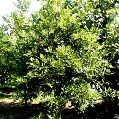 Quercus phellos 