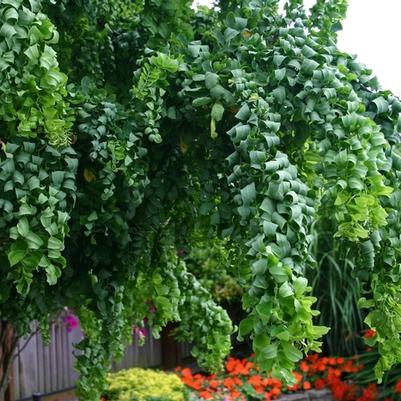 Robinia pseudoacacia Twisty Baby®