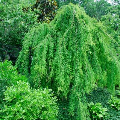Taxodium distichum Falling Waters
