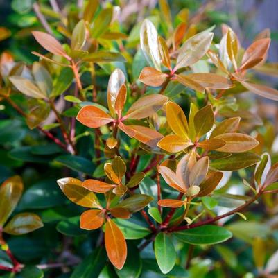 Ternstroemia gymnanthera Bronze Beauty™