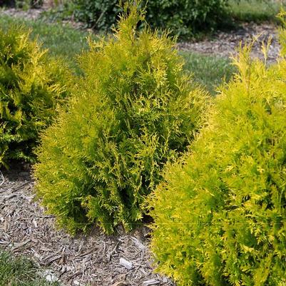 Thuja occidentalis Lemon Burst™