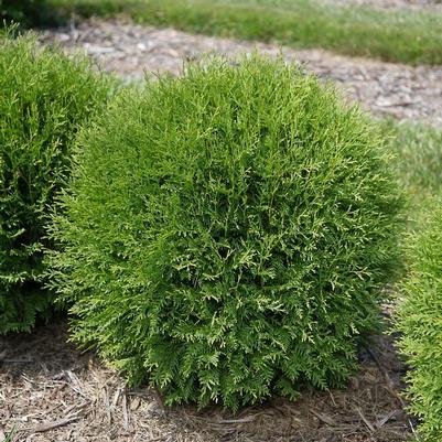 Thuja occidentalis Planet Earth™
