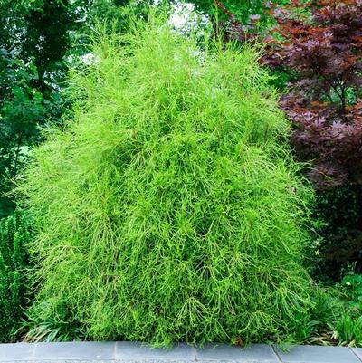 Thuja orientalis Franky Boy