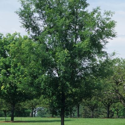 Ulmus americana Princeton