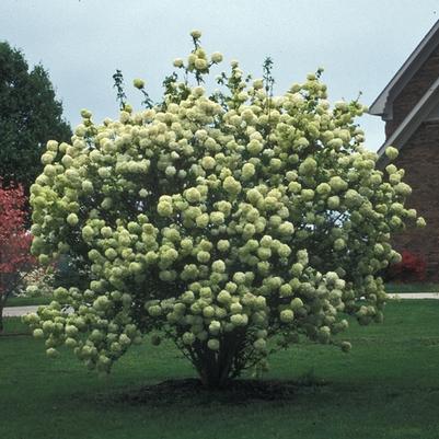 Viburnum macrocephalum Sterile