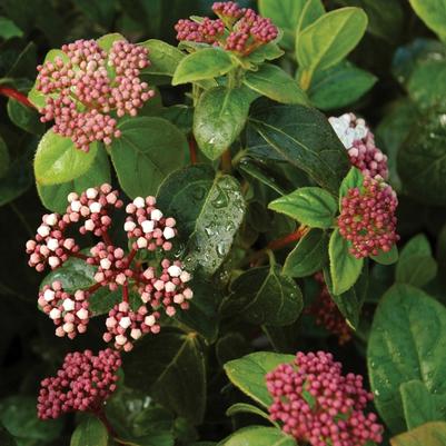 Viburnum tinus Shades of Pink