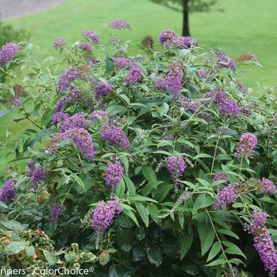 Buddleia Lo & Behold® Purple Haze