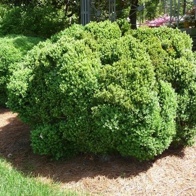 Buxus x Green Velvet