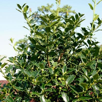 Ilex x Christmas Jewel®