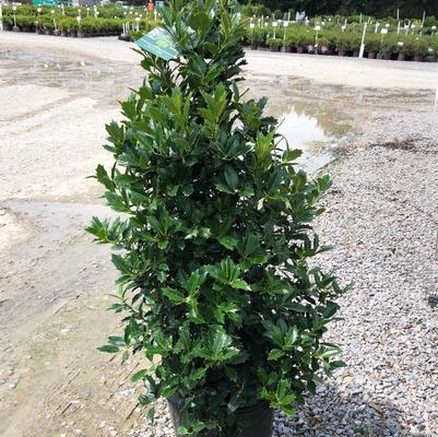 Ilex x Oak Leaf™