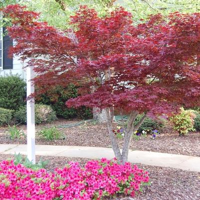 Acer palmatum Bloodgood