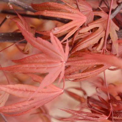 Acer palmatum Emperor I®