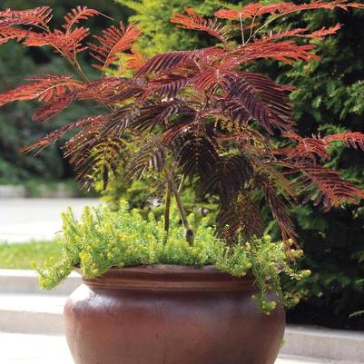 Albizia julibrissin Summer Chocolate