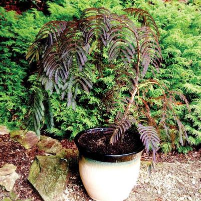 Albizia julibrissin Chocolate Fountains™