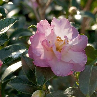 Camellia sasanqua October Magic Orchid
